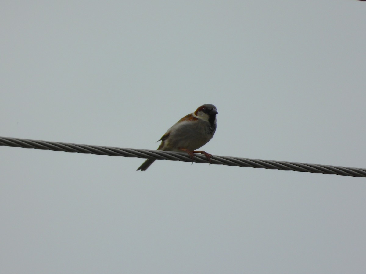 House Sparrow - Monica Mesch