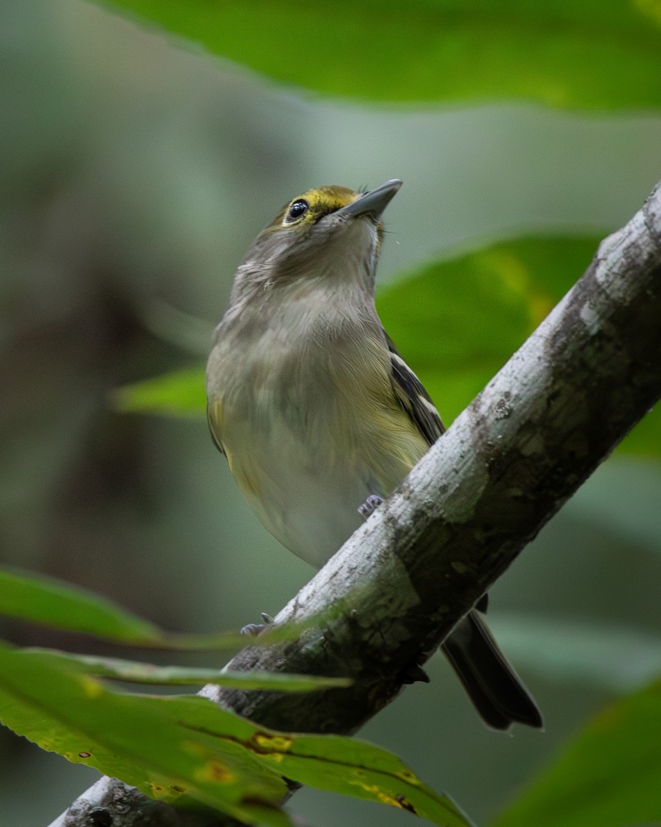 White-eyed Vireo - ML623896790