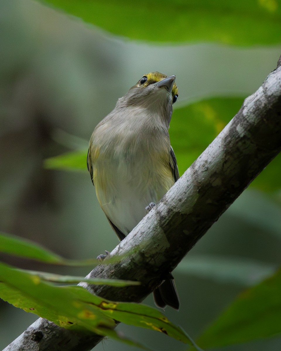 White-eyed Vireo - ML623896791