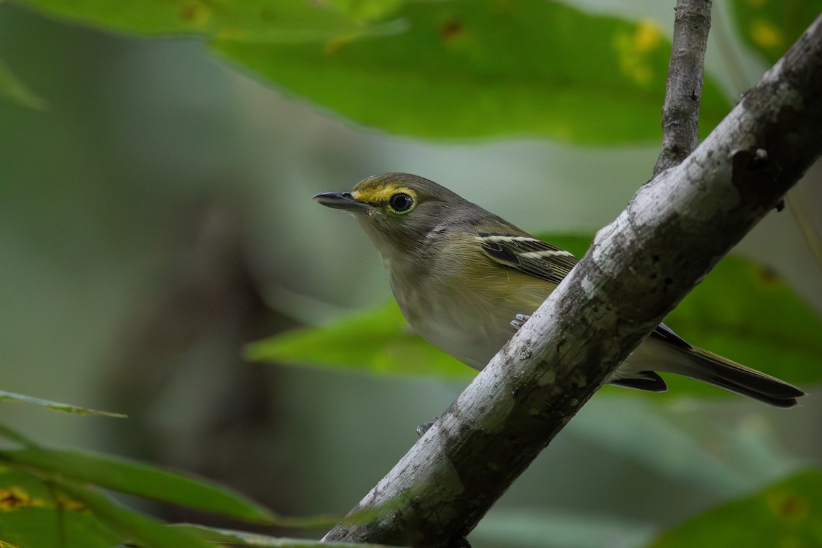 White-eyed Vireo - ML623896792
