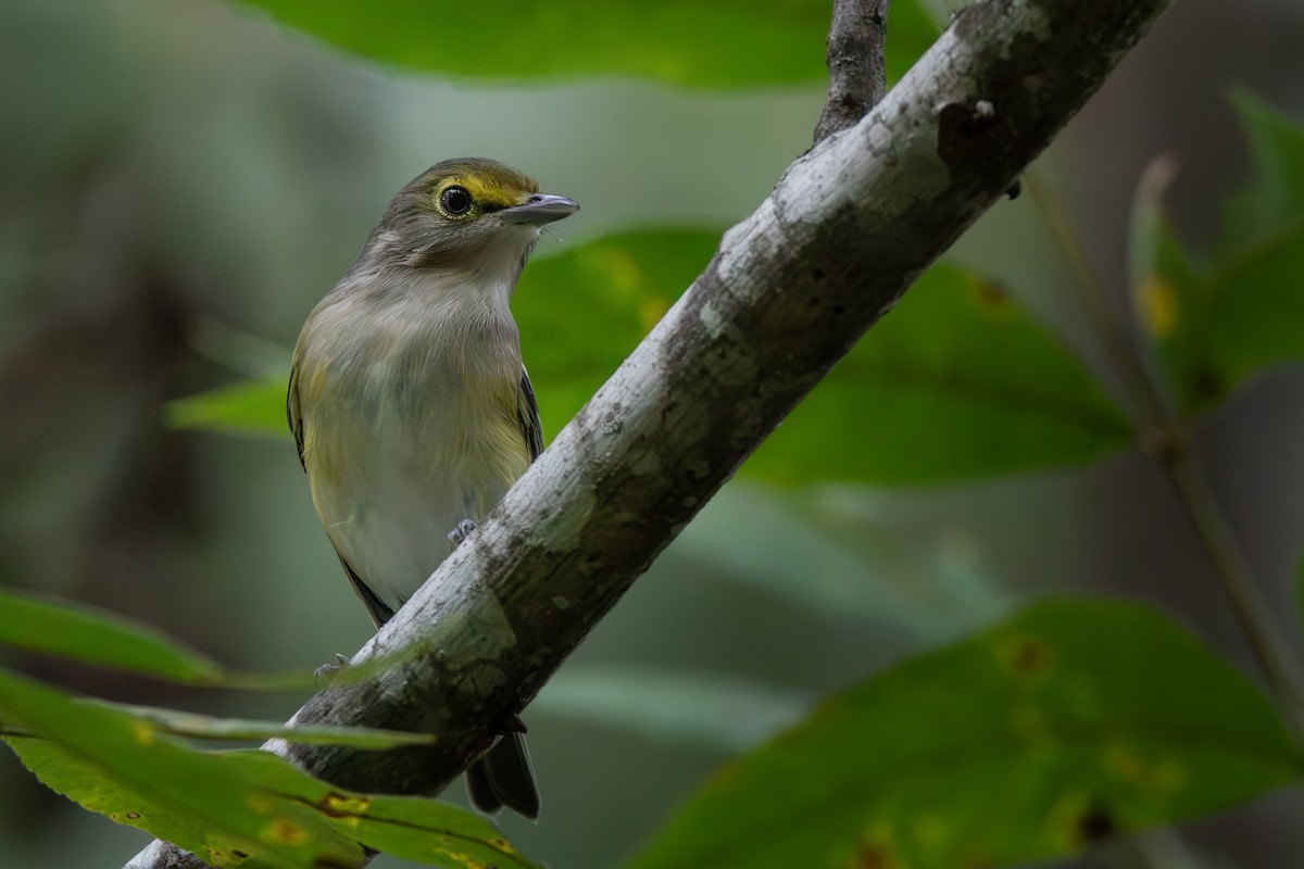 White-eyed Vireo - ML623896793