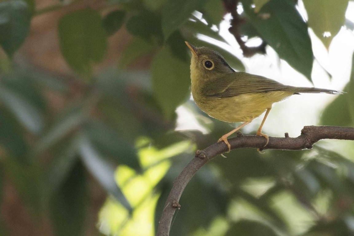 Bianchi's Warbler - ML623896811