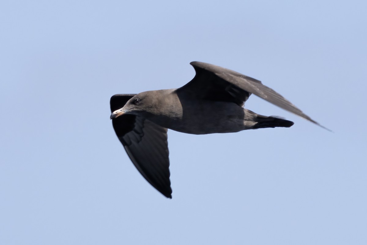 Heermann's Gull - Ted Keyel