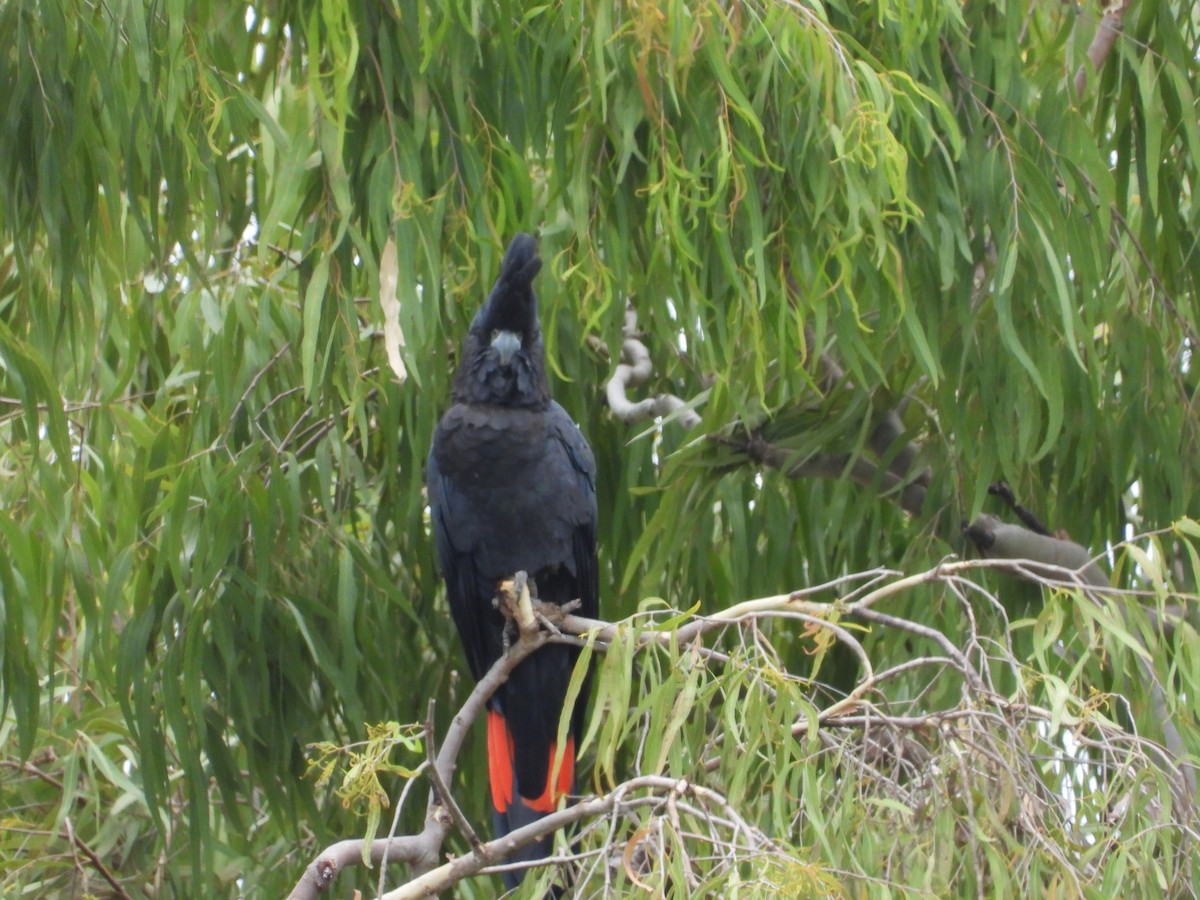 Red-tailed Black-Cockatoo - ML623896881