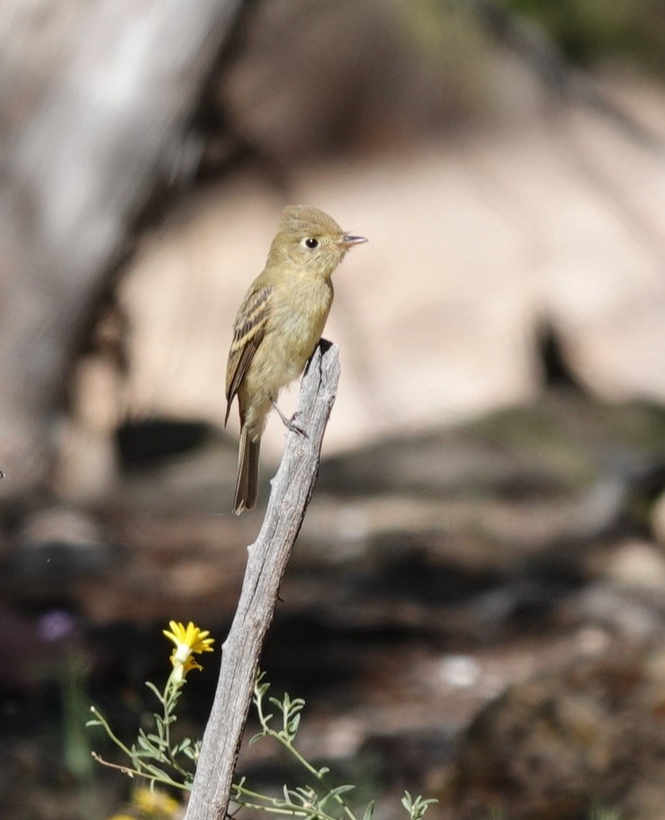 Western Flycatcher - ML623896891