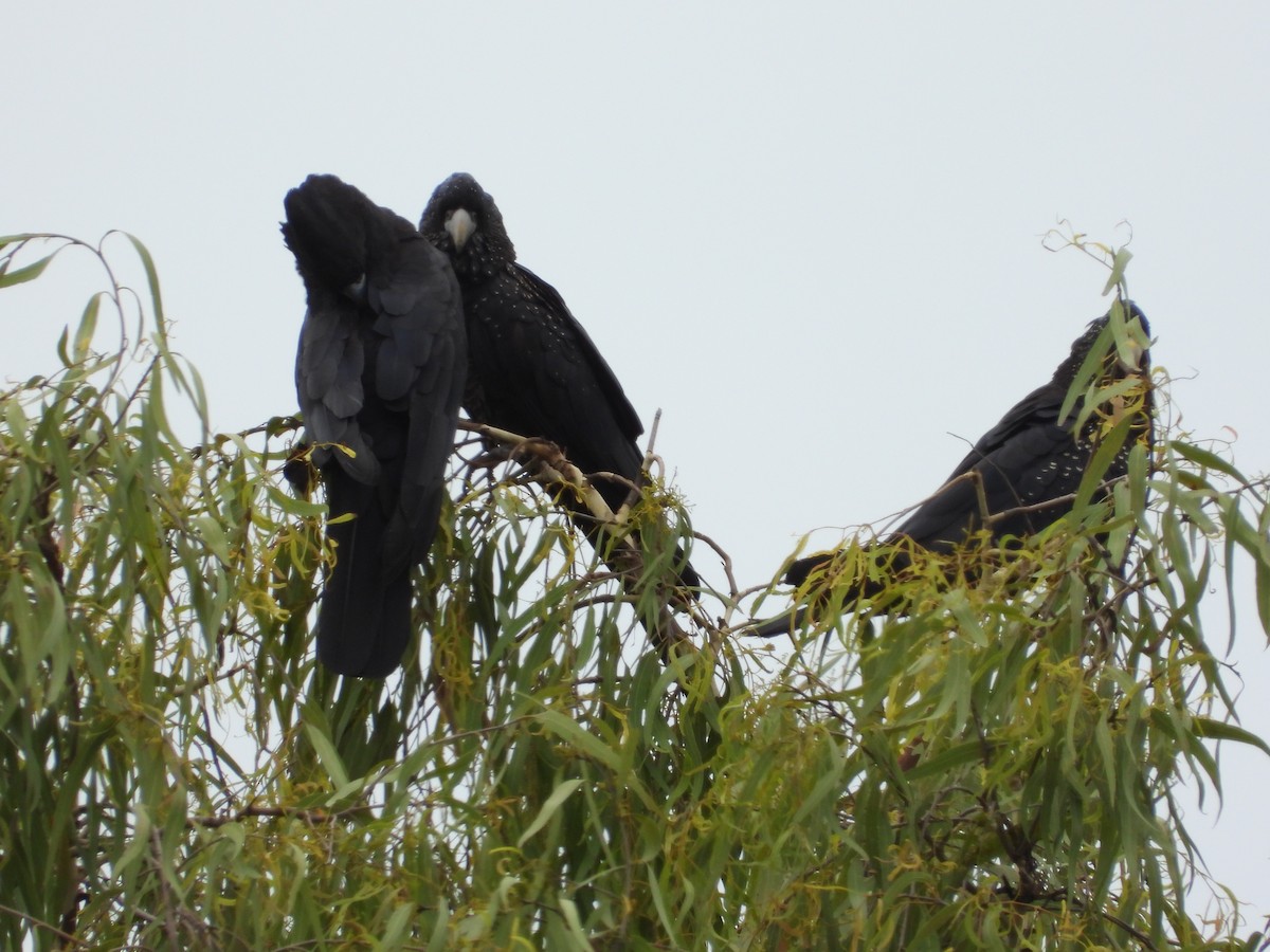 Red-tailed Black-Cockatoo - ML623896911