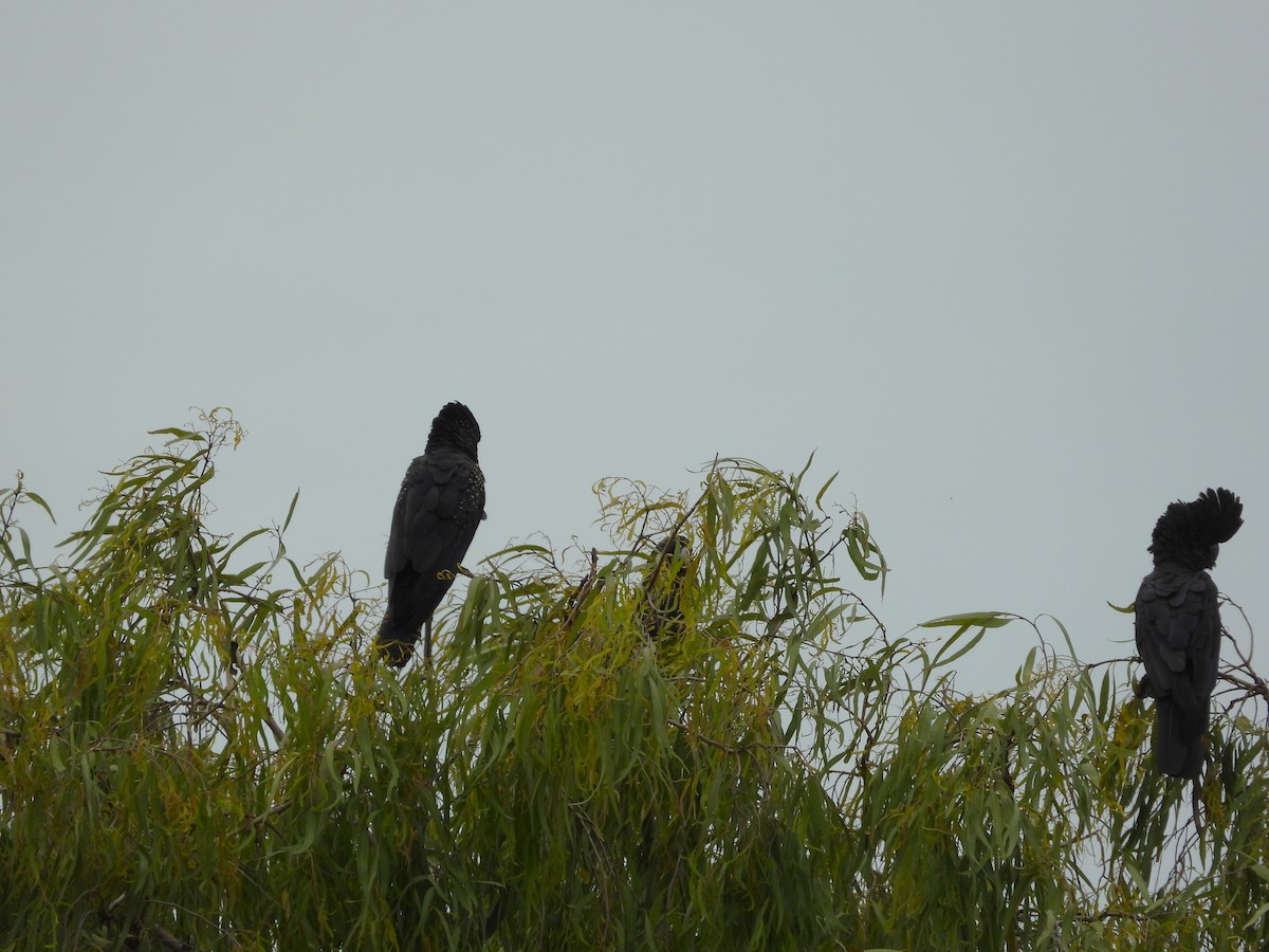 Red-tailed Black-Cockatoo - ML623896920