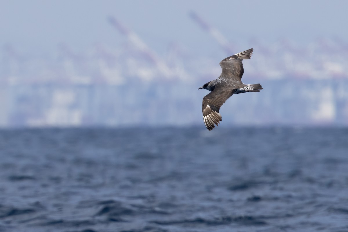 Págalo Pomarino - ML623896943