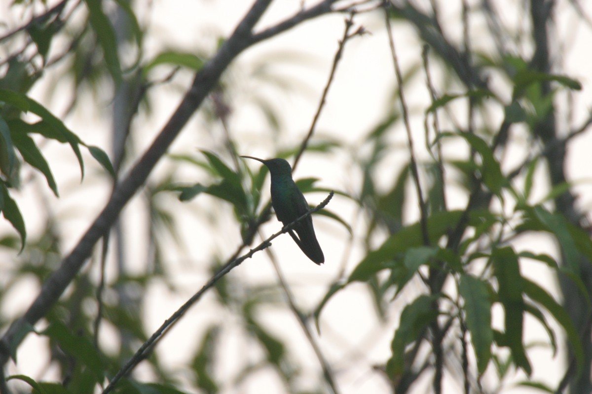 Green-breasted Mango - ML623896956