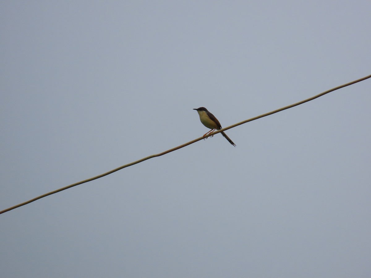 Ashy Prinia - Shilpa Gadgil