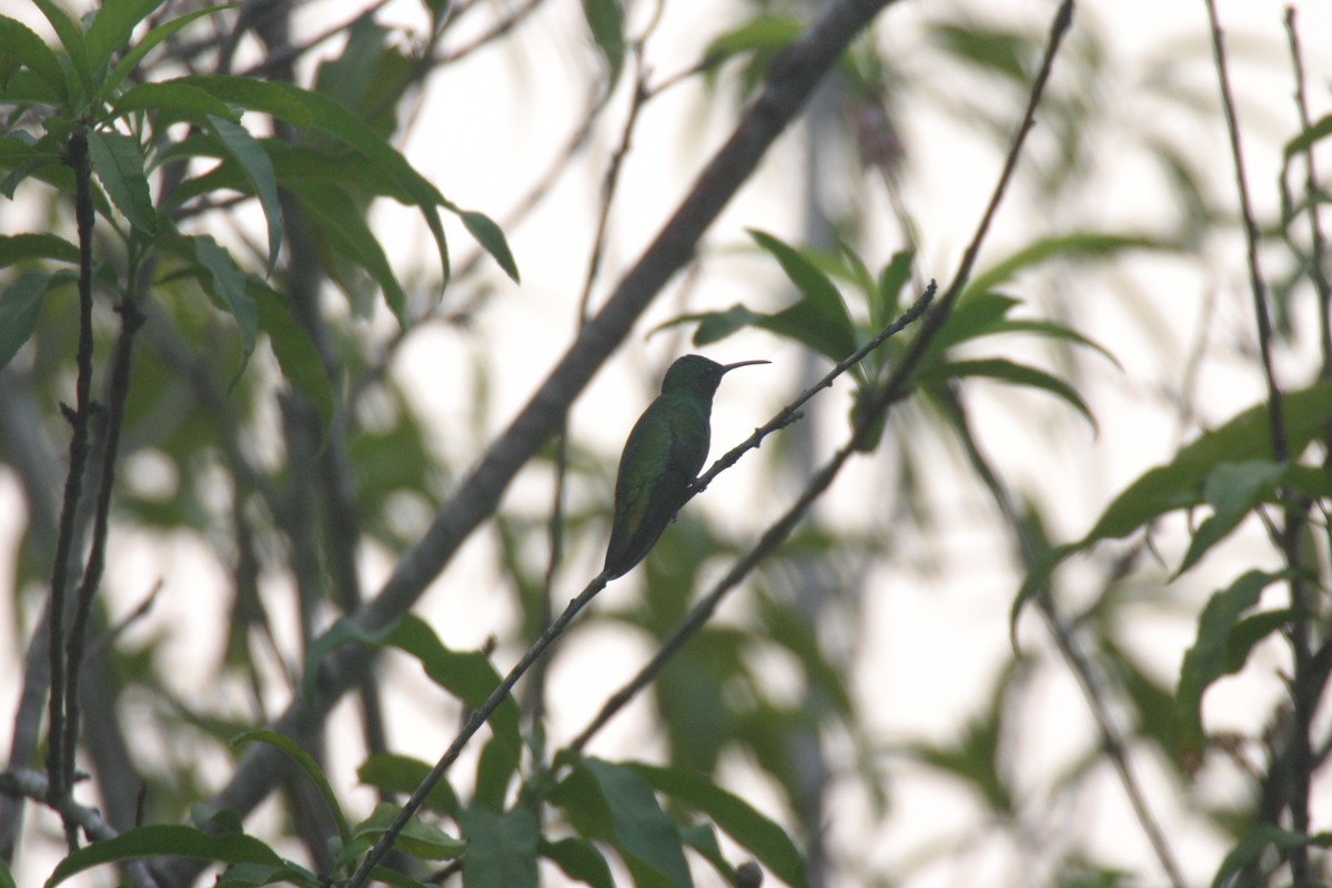 Green-breasted Mango - ML623896978