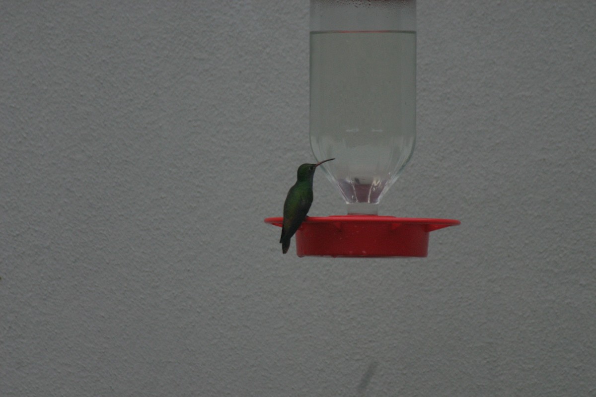 Green-breasted Mango - ML623896986