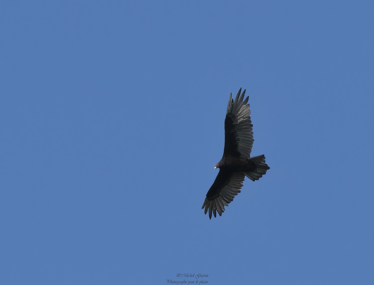 Turkey Vulture - Michel Guérin