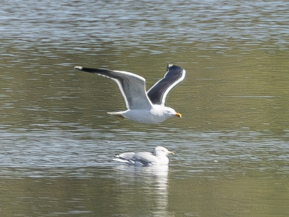 Gaviota Sombría - ML623896998