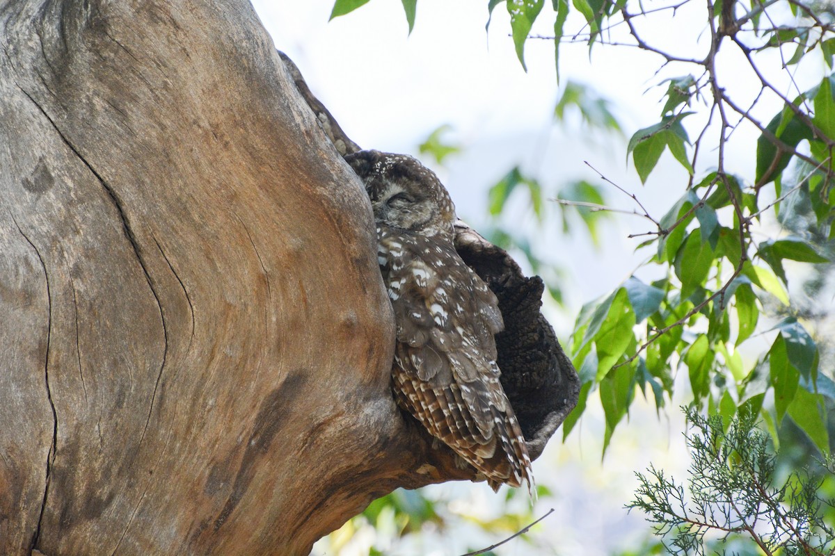 Spotted Owl (Mexican) - ML623897000