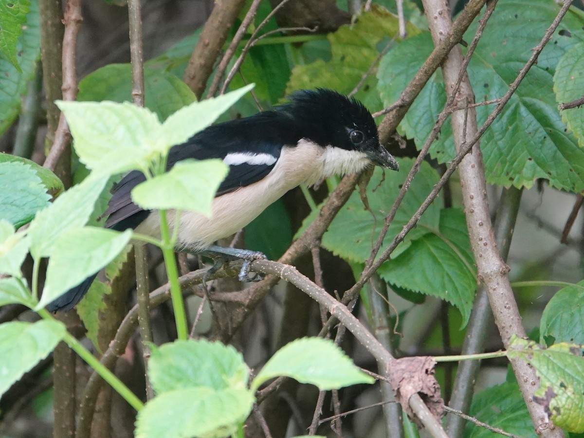 Tropical Boubou - ML623897023