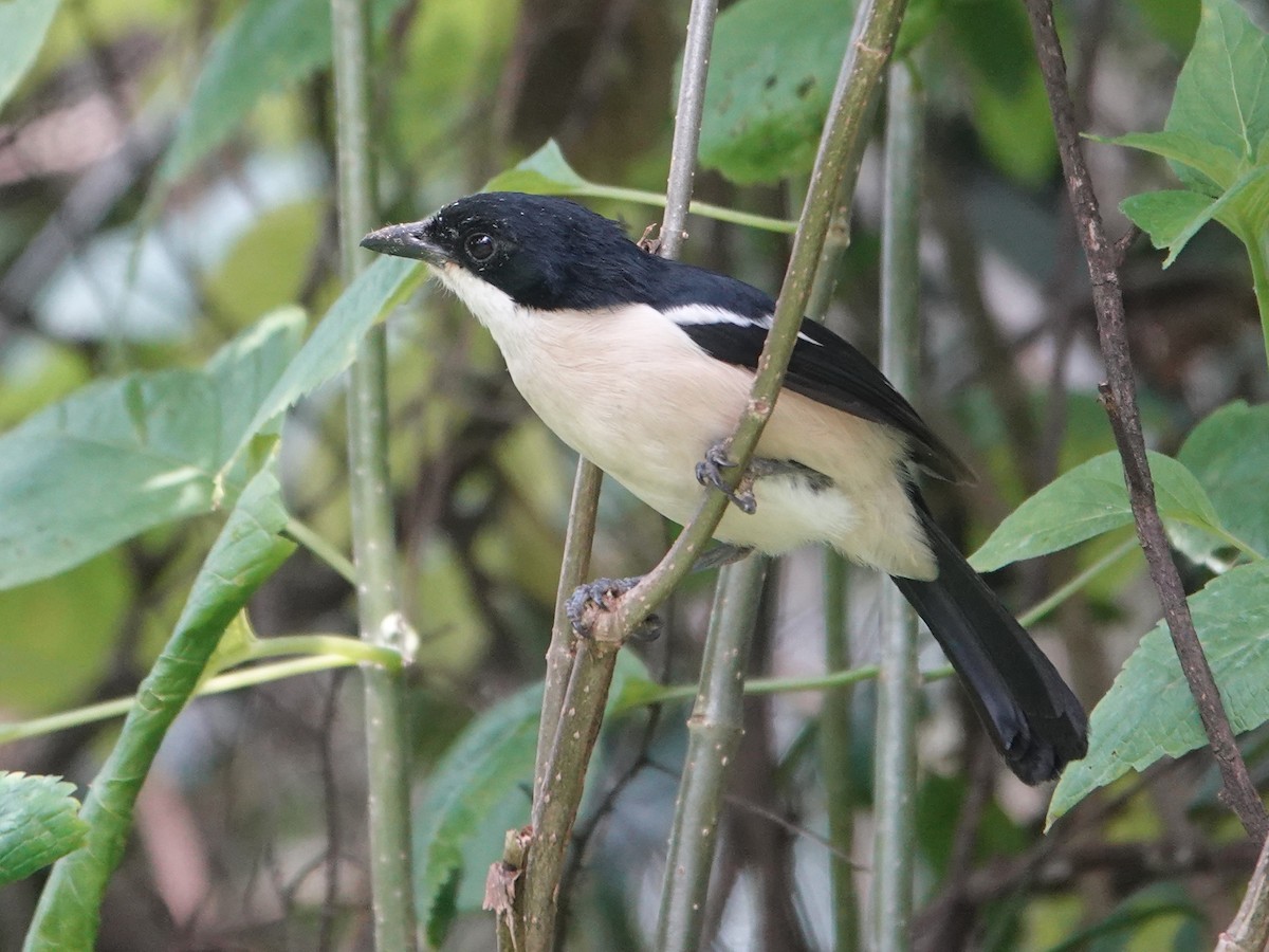 Tropical Boubou - ML623897024