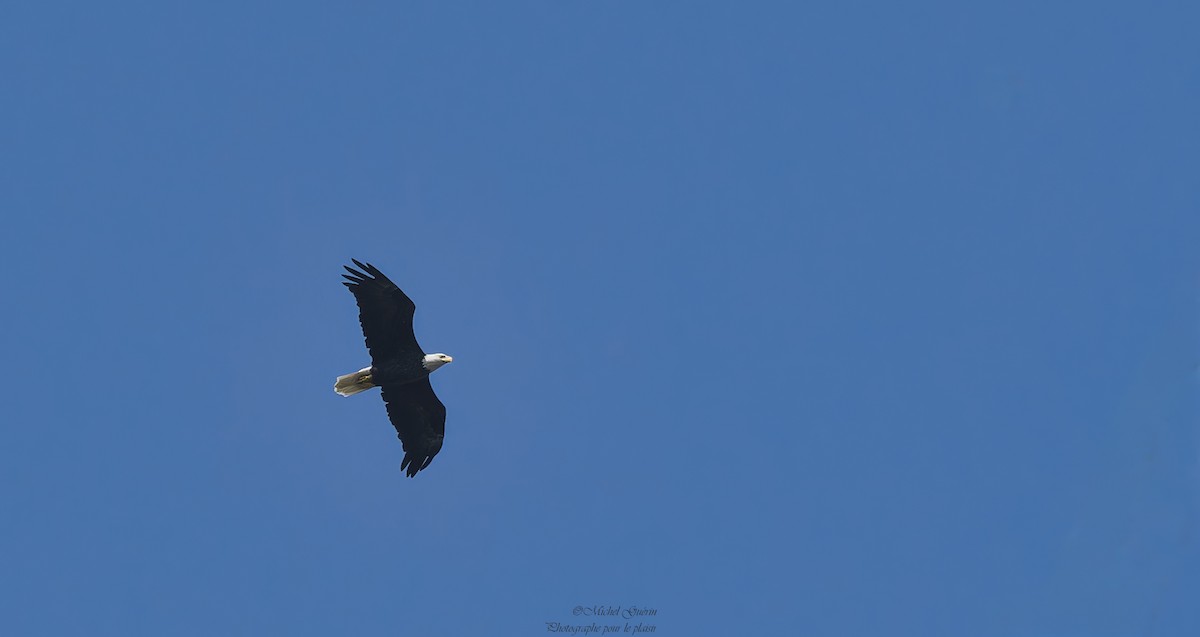 Bald Eagle - ML623897026