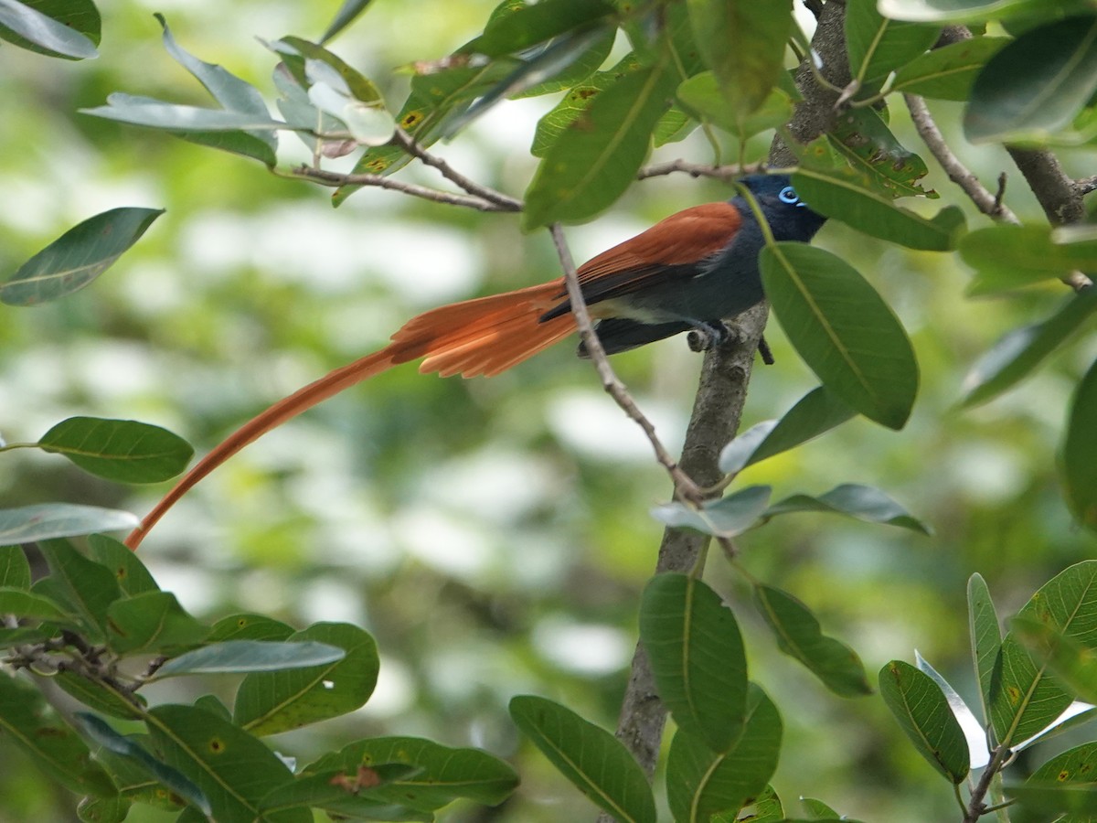 African Paradise-Flycatcher - ML623897028