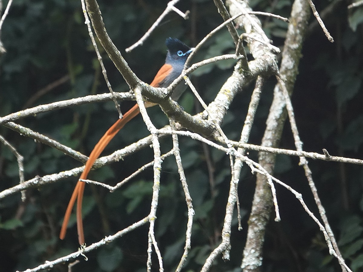 African Paradise-Flycatcher - ML623897029