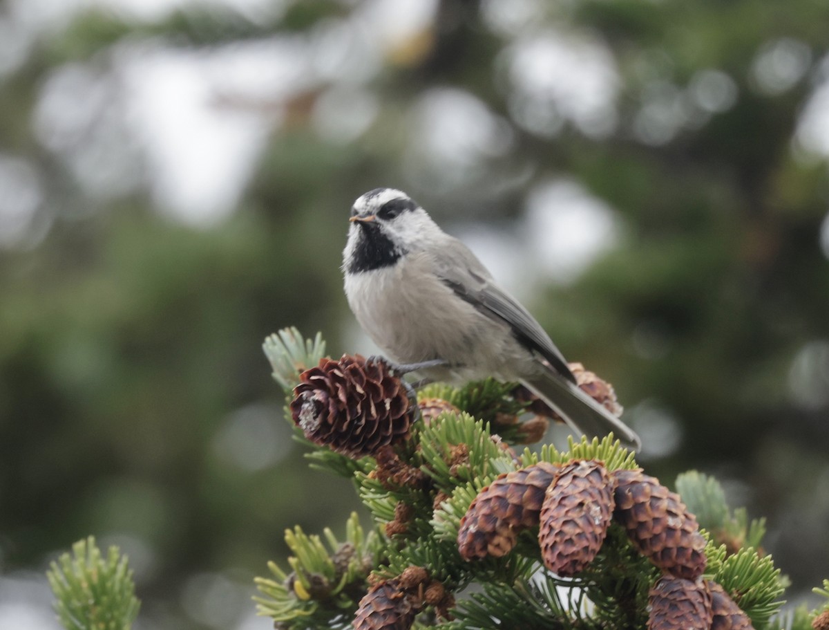 Mountain Chickadee - ML623897032