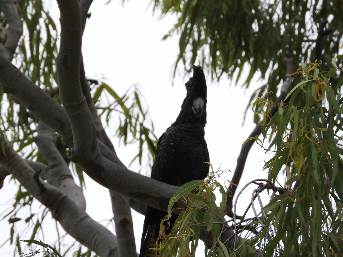 Red-tailed Black-Cockatoo - ML623897038