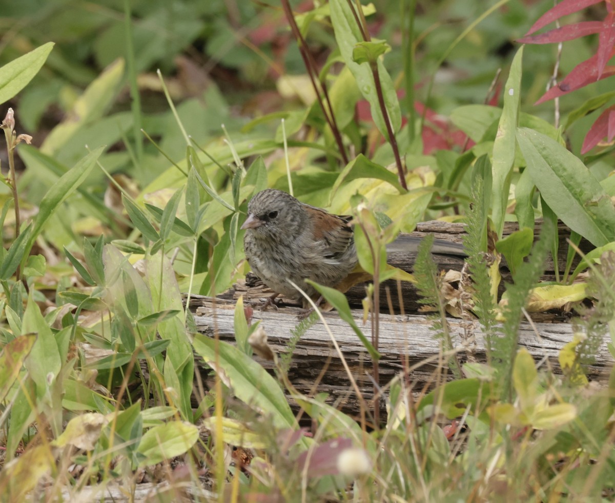 Dark-eyed Junco - ML623897056