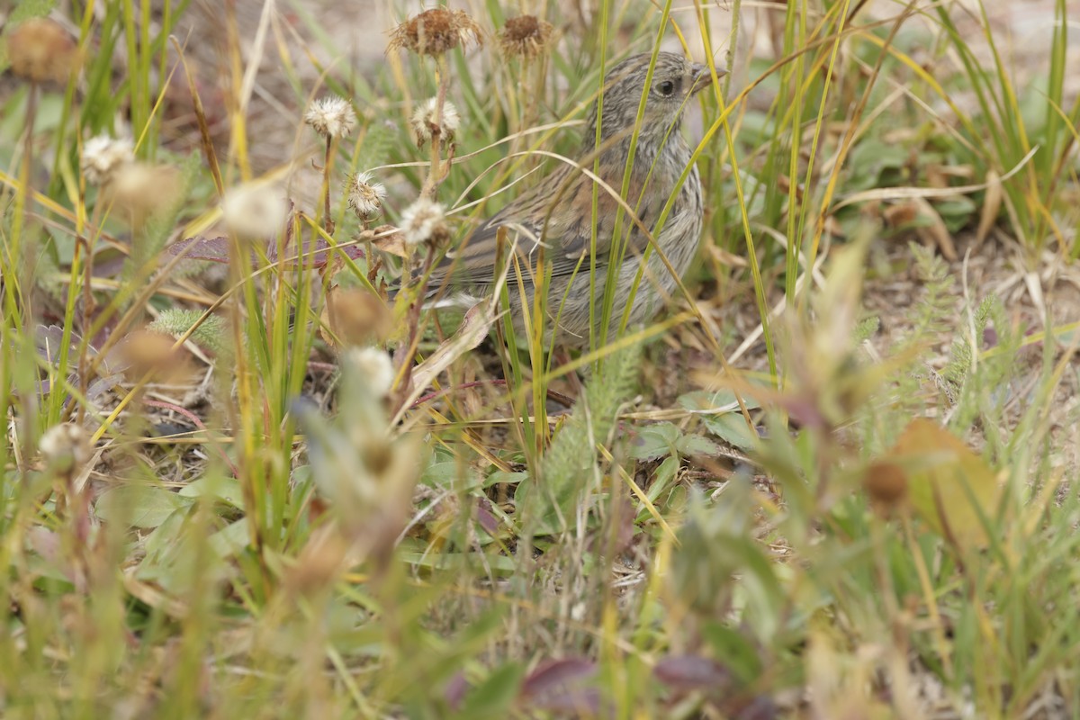 Dark-eyed Junco - ML623897061