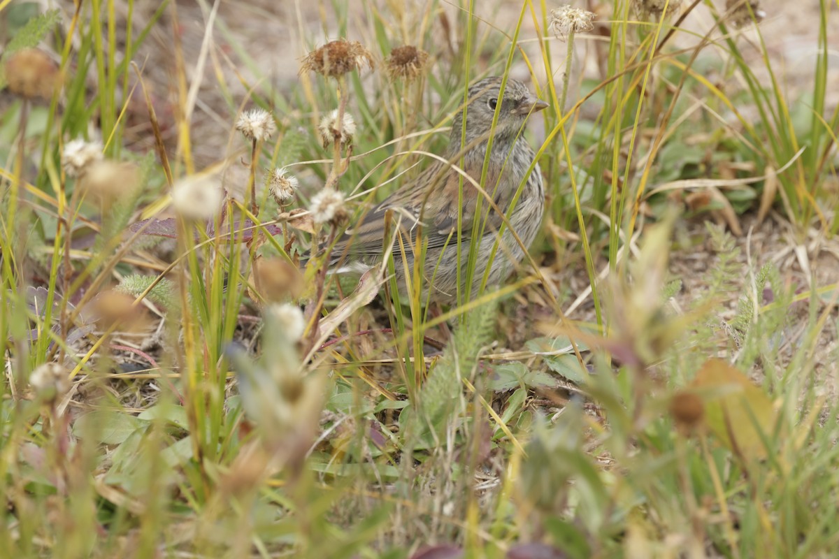 Dark-eyed Junco - ML623897063