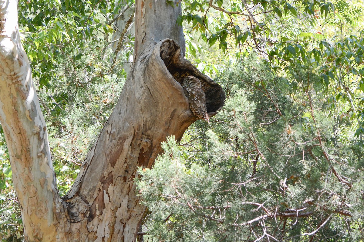 Spotted Owl (Mexican) - ML623897071