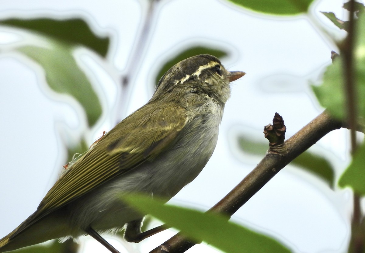 Eastern Crowned Warbler - ML623897074