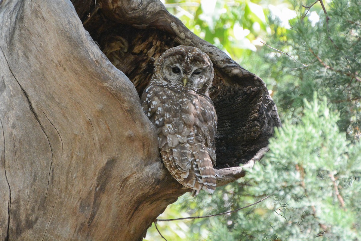 Spotted Owl (Mexican) - ML623897094