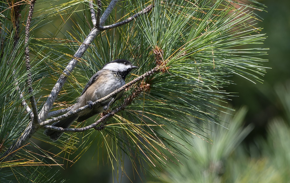 Black-capped Chickadee - ML623897114