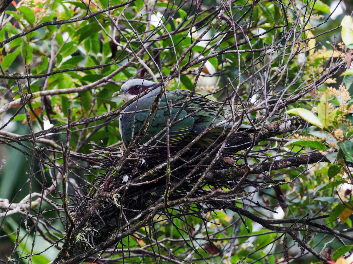 Red-eared Fruit-Dove (Red-eared) - ML623897117