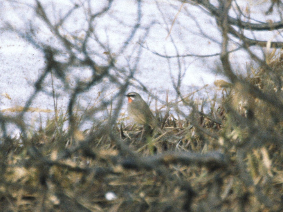 Siberian Rubythroat - ML623897119