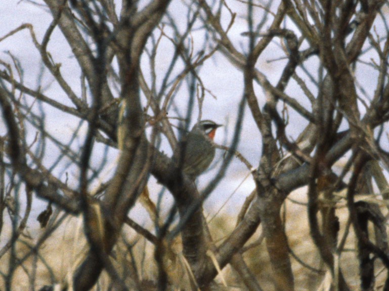 Siberian Rubythroat - Brad Carlson