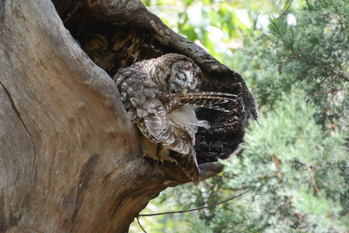 Spotted Owl (Mexican) - ML623897131