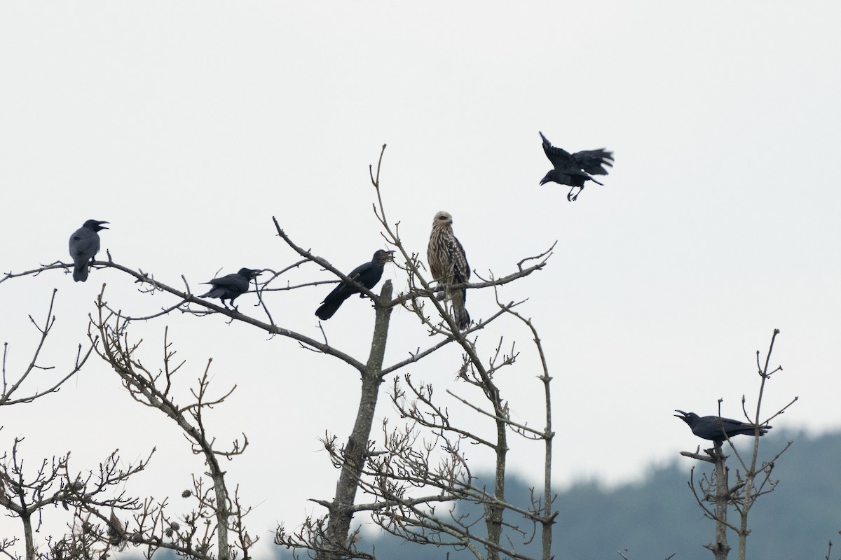 Black Kite - EoJin Kim