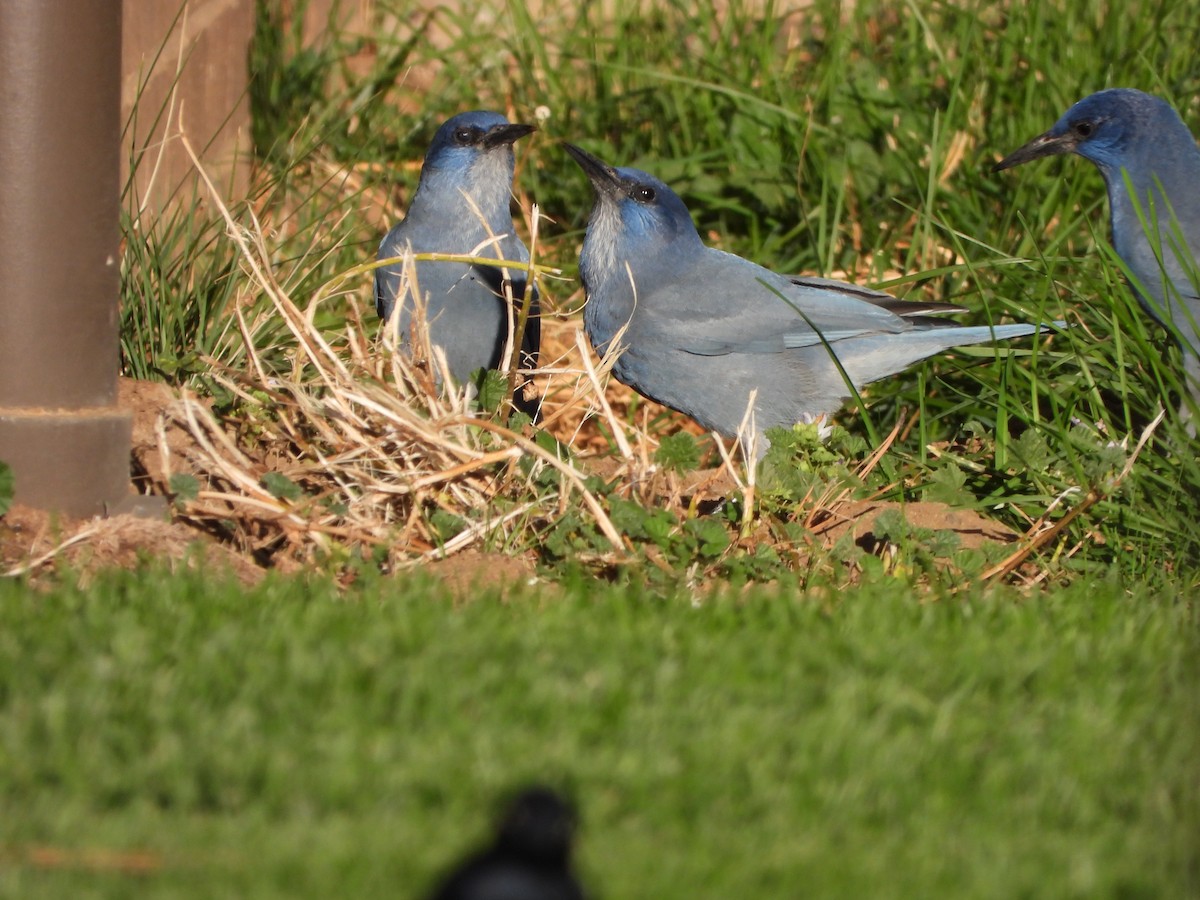 Pinyon Jay - ML623897151