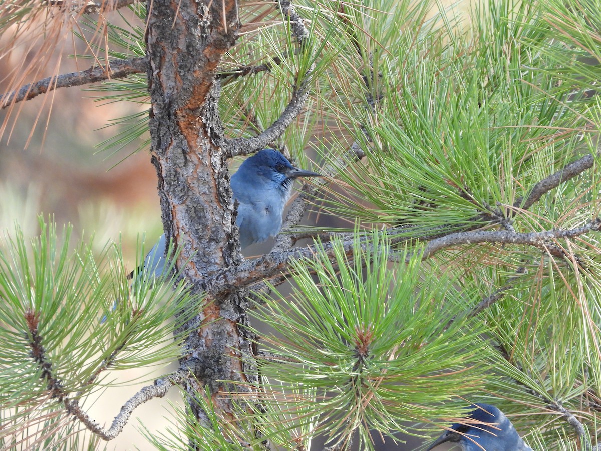 Pinyon Jay - ML623897156