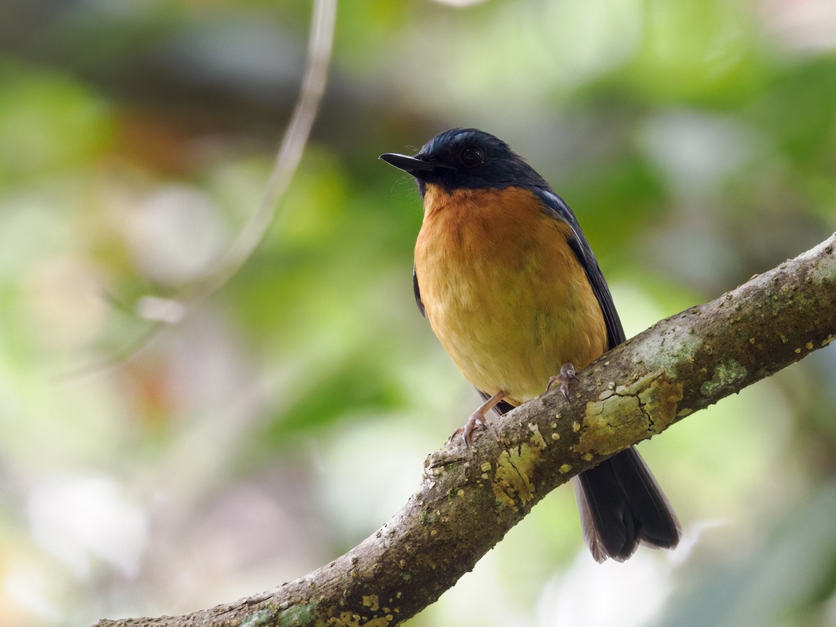 Sulawesi Blue Flycatcher (Sulawesi) - ML623897171