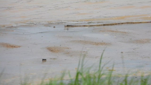 Pectoral Sandpiper - ML623897191