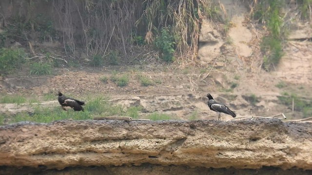 Horned Screamer - ML623897194