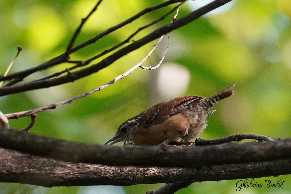 Carolina Wren - ML623897195