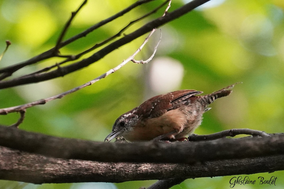 Carolina Wren - ML623897196