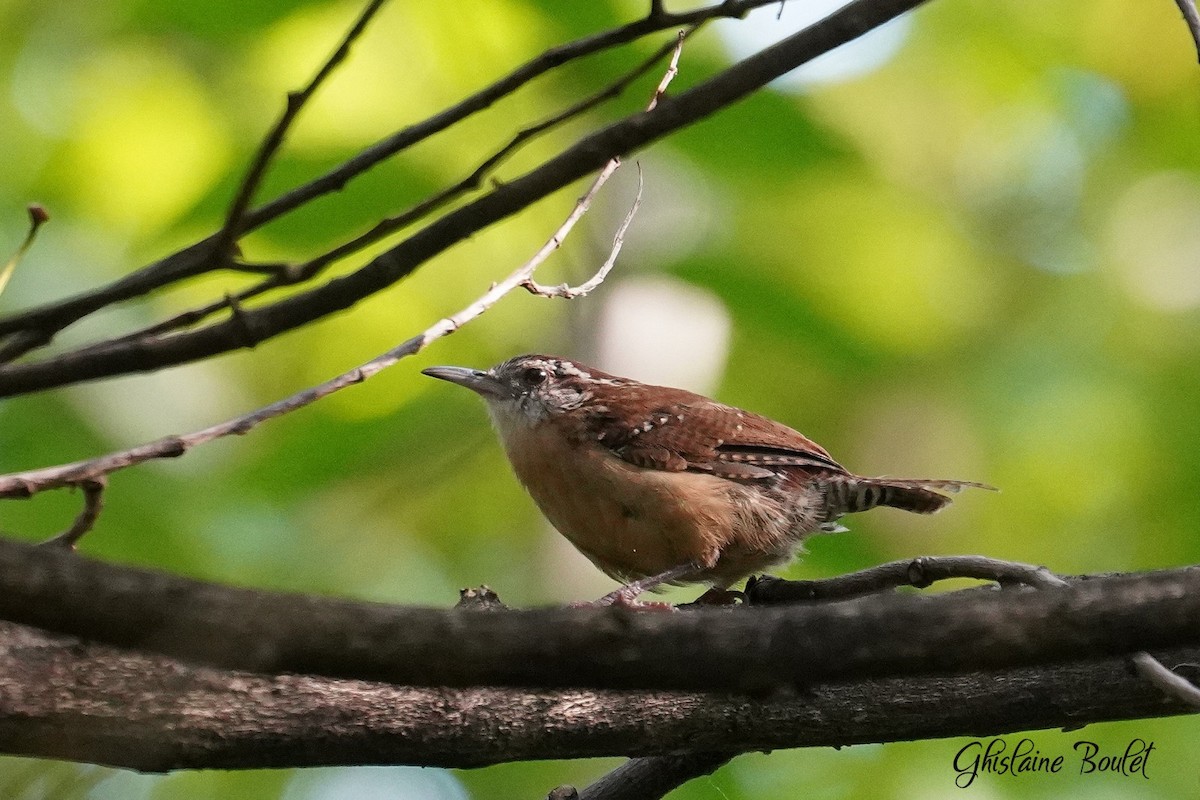 Carolina Wren - ML623897197