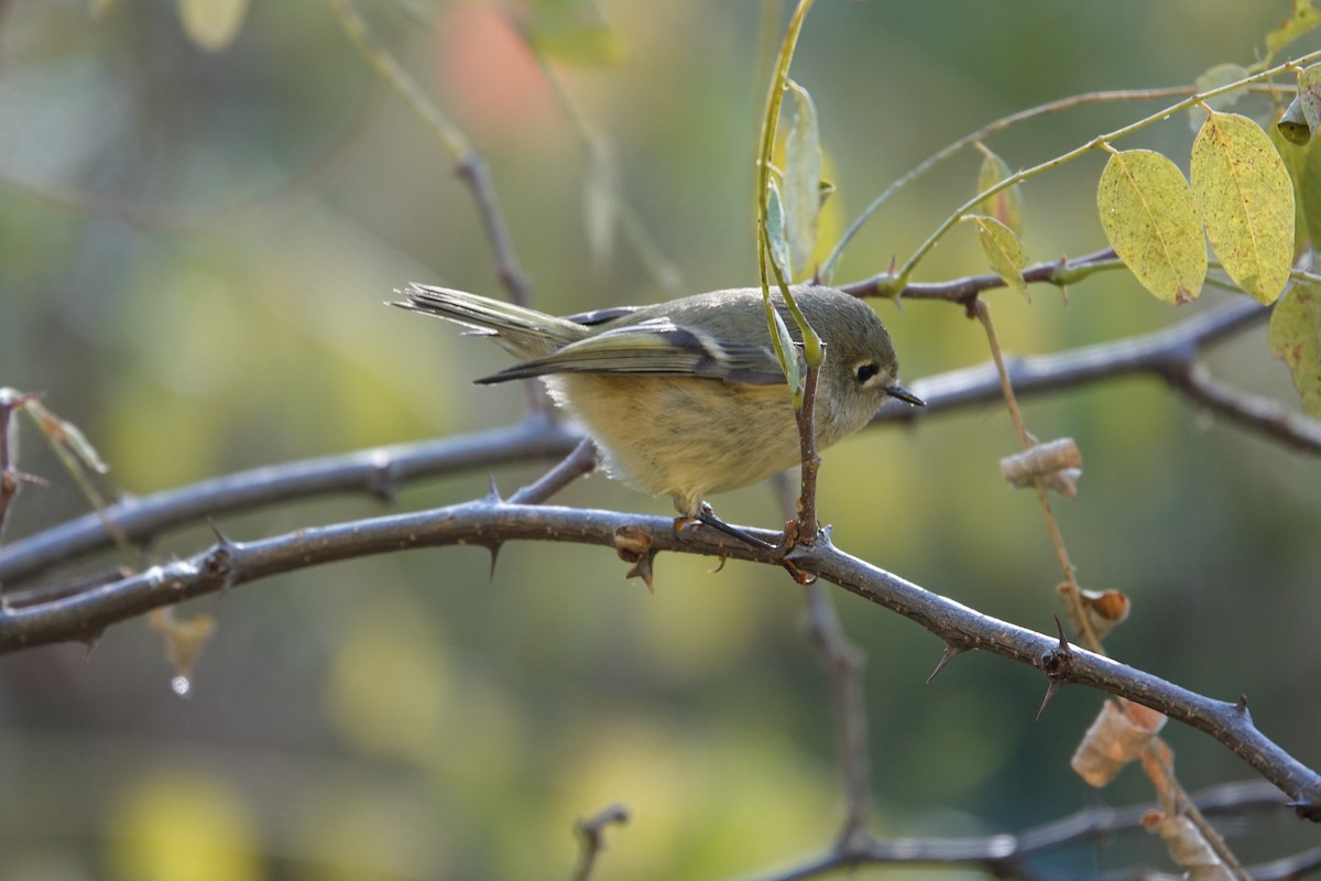 Ruby-crowned Kinglet - ML623897203