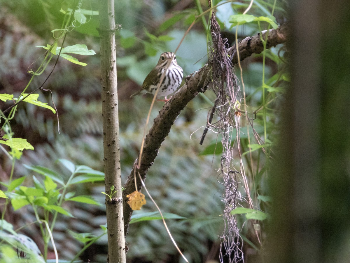 カマドムシクイ - ML623897216