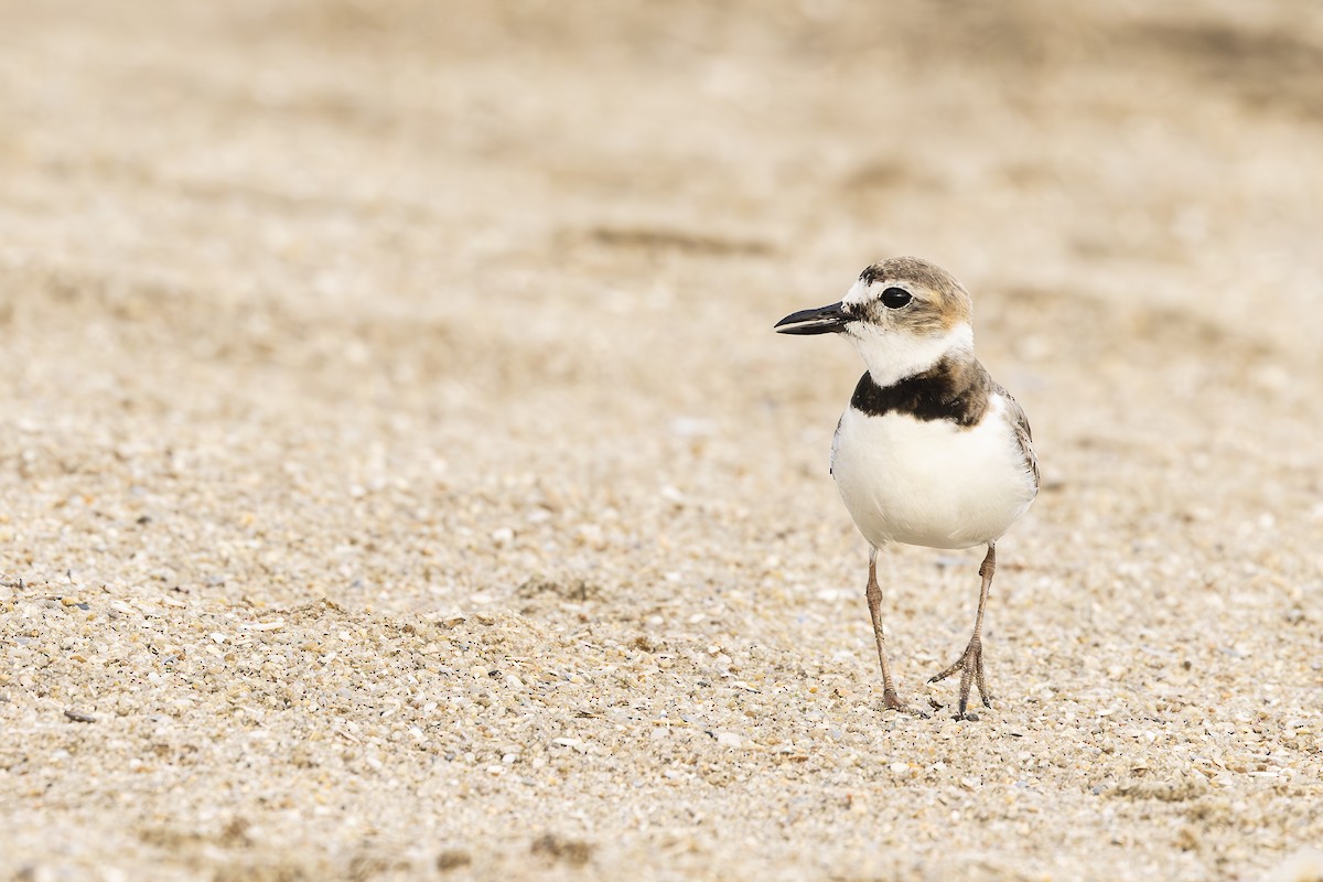 Wilson's Plover - ML623897218