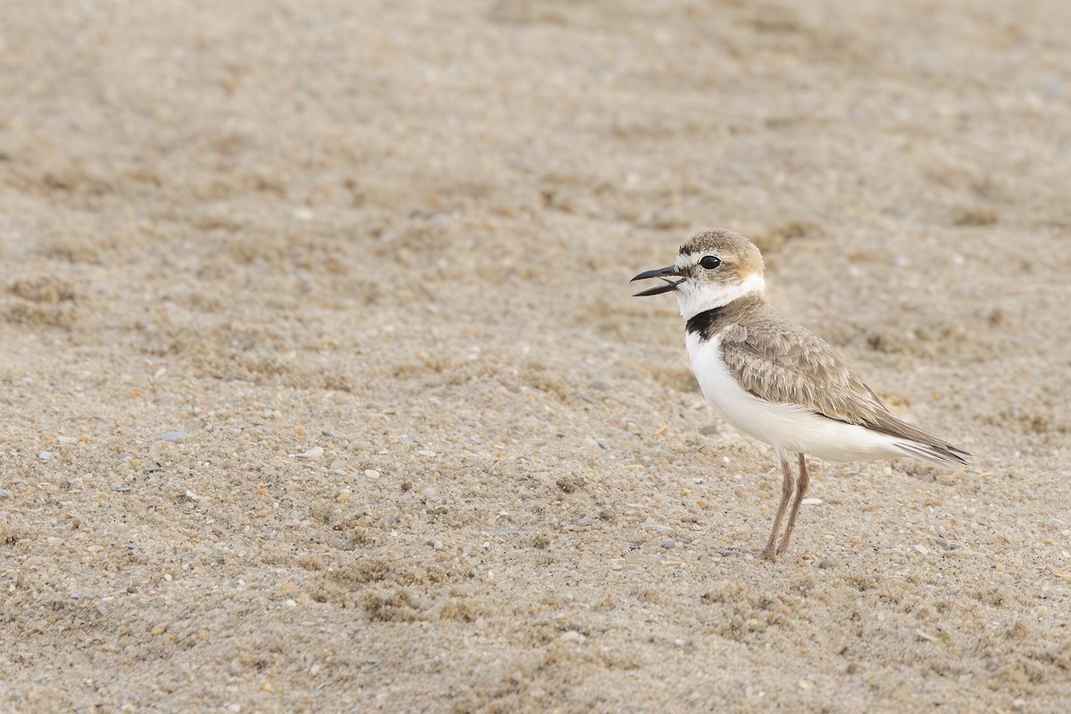 Wilson's Plover - ML623897219